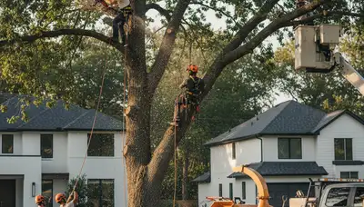 Arborist performing professional tree pruning service in Lakeland, FL to improve tree health and safety