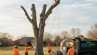 Professional tree removal service in Lakeland, FL safely cutting and clearing large damaged trees