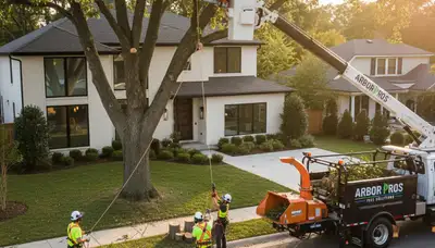 Professional tree removal service in Lakeland, FL by Chop Chop Tree experts on site