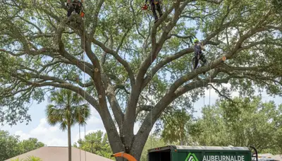 Professional tree removal service crew in Lakeland FL safely cutting and hauling large oak tree