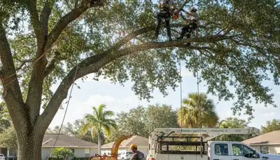 Professional tree removal service in Lakeland FL safely cutting large oak branches