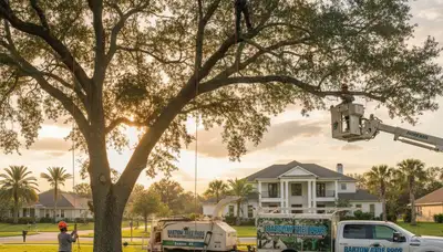Professional tree removal service team working safely in Lakeland, FL