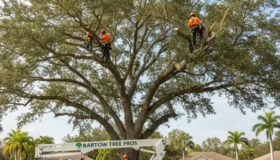 Professional tree removal service in Lakeland FL safely cutting and clearing large oak tree