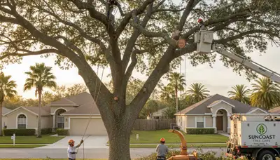 Professional tree removal service in Lakeland FL safely clearing large oak trees