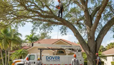 Professional tree removal service in Lakeland FL safely cutting and clearing large oak trees