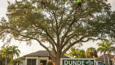 Professional tree removal crew working in Lakeland FL residential yard