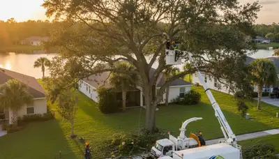Professional tree removal service in Lakeland FL clearing large oak safely