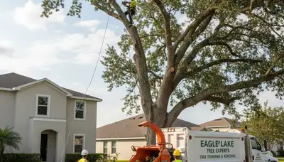 Professional tree removal service in Lakeland FL safely cutting and clearing large oak trees