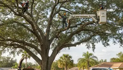 Professional tree removal service in Lakeland FL safely cutting and clearing large oak tree