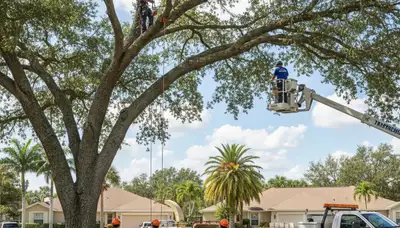 Professional tree removal service team working safely in Lakeland FL yard