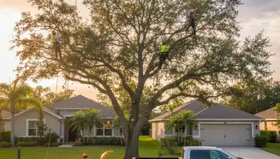 Professional tree removal service in Lakeland FL safely cutting large oak tree branches