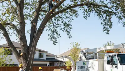 Arborist performing professional tree trimming service in Lakeland, FL for residential property safety