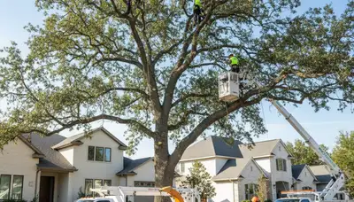 Arborist trimming oak tree branches in Lakeland, FL for Chop Chop Tree professional tree services