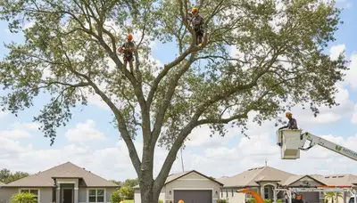 Professional tree removal service in Lakeland FL safely cutting down damaged oak tree