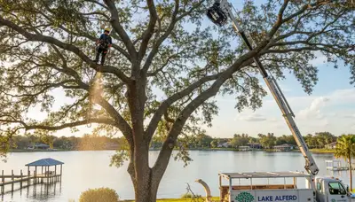 Professional tree removal service in Lakeland FL safely cutting and hauling large oak tree