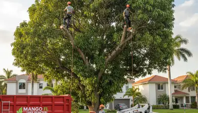Professional tree removal service crew working safely in Lakeland, FL neighborhood yard