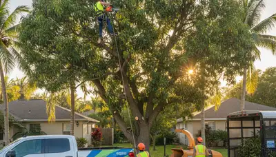 Professional tree removal service in Lakeland FL safely cutting and clearing large oak tree