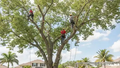 Professional tree removal service in Lakeland FL clearing large oak safely