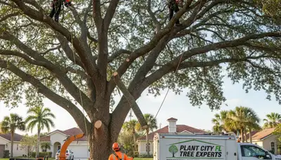 Professional tree removal service in Lakeland FL safely cutting and clearing large oak tree