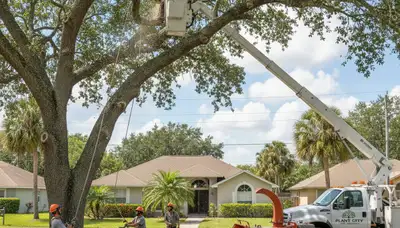 Professional tree removal service in Lakeland FL clearing large oak safely