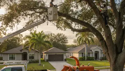 Professional tree removal service in Lakeland FL safely cutting down large oak tree