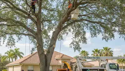 Professional tree removal service in Lakeland FL removing large oak tree safely
