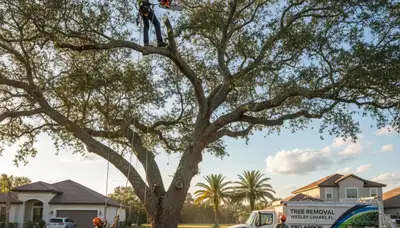 Professional tree removal service in Lakeland FL safely cutting and clearing large residential trees
