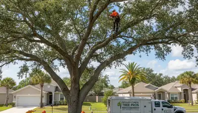 Professional tree removal service in Lakeland FL safely clearing large oak trees