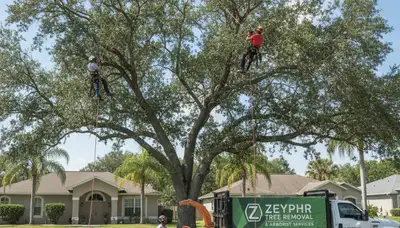 Professional tree removal service in Lakeland FL safely cutting large oak tree branches